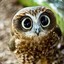 Epileptic_Owl