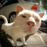 无需多言&痞老板