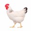 I&#039;m a Chicken
