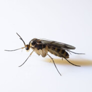 fungus gnat