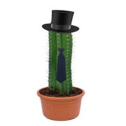 Mr.Cactus