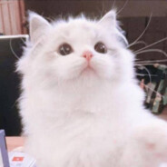 地球猫猫教 | 传奇教主