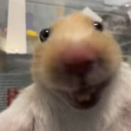 赛车柰子特供版