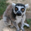 lemur