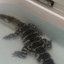 bathtuballigator