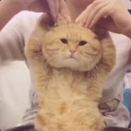 斯拉克对付你自有喵计