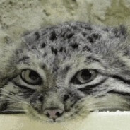 探店齁B多真假厨子说炼狱小镇单人2-18