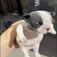 I am pibble... wash my belly