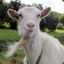 ThroatGoat