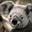 cod2113 road to no VAC