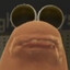 Marcus the worm
