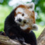 Red Pandas Are The Best