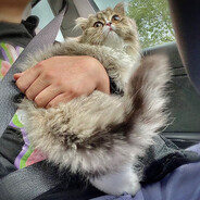 爱吃西瓜的招财