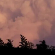 卡莱达高高的扇贝