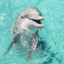 🐬