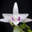 Orchid_pK