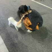 变成光守护瑶瑶公主