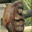RuaN