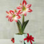 Amaryllis