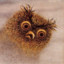 Neddy