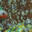 bug pictures