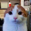 smoothed cat