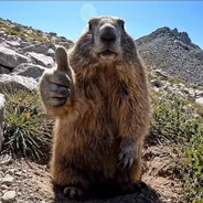 Marmot