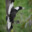 Magpie Marauder
