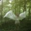 effect* waldfee