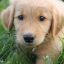 Bella the Golden