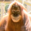 Orangutan