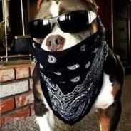 Thug Life Dog