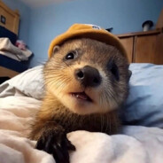 笨蛋总是掉眼泪