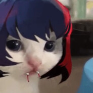 Calico is Missing