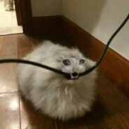 а1о