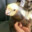 BIRD IN A KETTLE