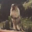 Marmot
