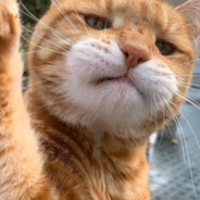 偏我来时不逢春