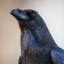 Corvus corax