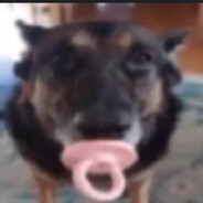 Cachorro Chupetao