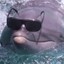 Dolphin Dolphan Dolphon
