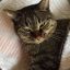 Liyracat