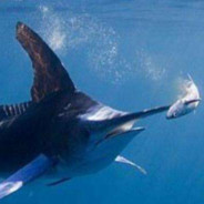 生活在海洋的旗鱼