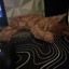 Mister twister