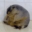 fat hog