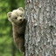 Wild_bear