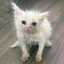 Weird Cat