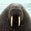 WollytheWalrus