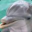 Passionate Porpoise