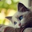 meowmixtape